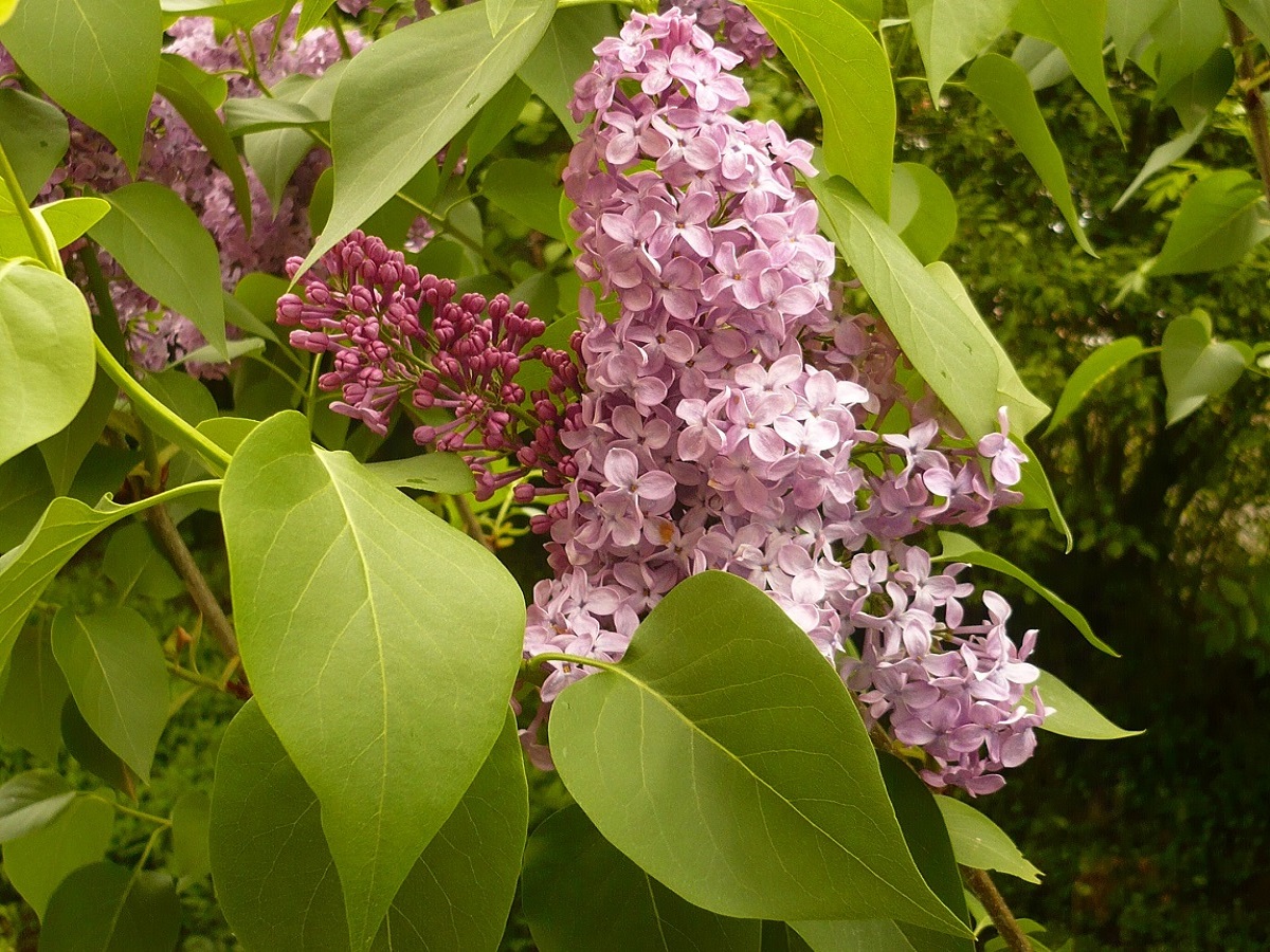 Syringa vulgaris (Oleaceae)